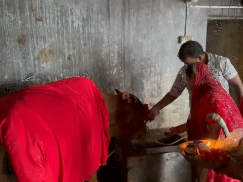 इस गाय को स्थानीय लोग ‘कामधेनु’ कह रहे हैं। इसे देखने पहुंच रहे हैं।