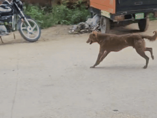 टोपीदार बंदूक लेकर श्योचंद कुत्ते के पीछे-पीछे जाता है।
