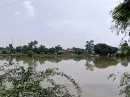 सतलुज का जलस्तर बढ़ने से मोगा में 3000 एकड़ के करीब जमीन पानी में डूब गई है। - Dainik Bhaskar