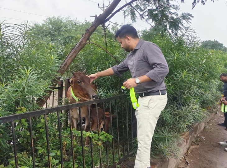 रायपुर आरटीओ गाय को रिफ्लेक्टर कॉलर लगवाते हुए।