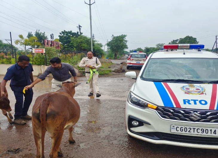 रायपुर आरटीओ गायों को रिफ्लेक्टर लगाते हुए।