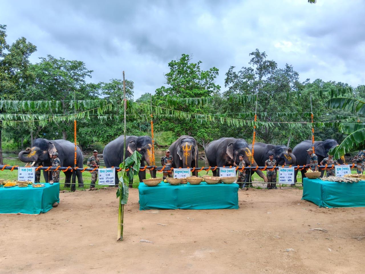 एसटीआर में सात हाथी हैं।