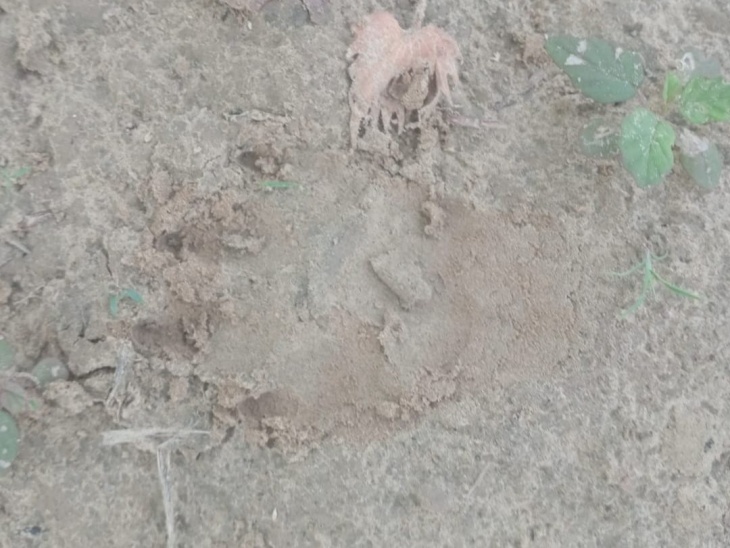 मौके पर मिला जंगली जानवर का पग मार्क।