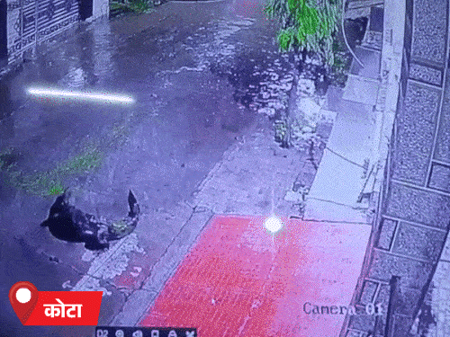 कोटा के बोरखेड़ा इलाके के अंजलि विहार में शनिवार रात करीब 6 फीट लंबा मगरमच्छ कॉलोनी में घूमता नजर आया।