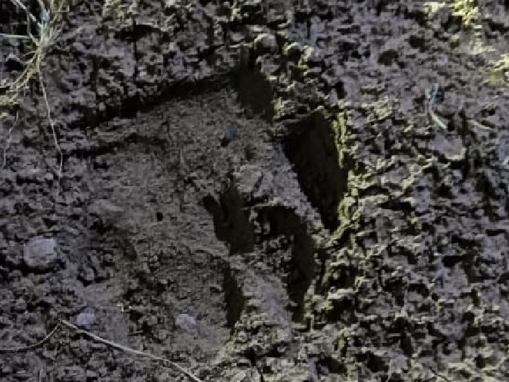 मौके पर लेपर्ड के पंजे के निशान मिले हैं।