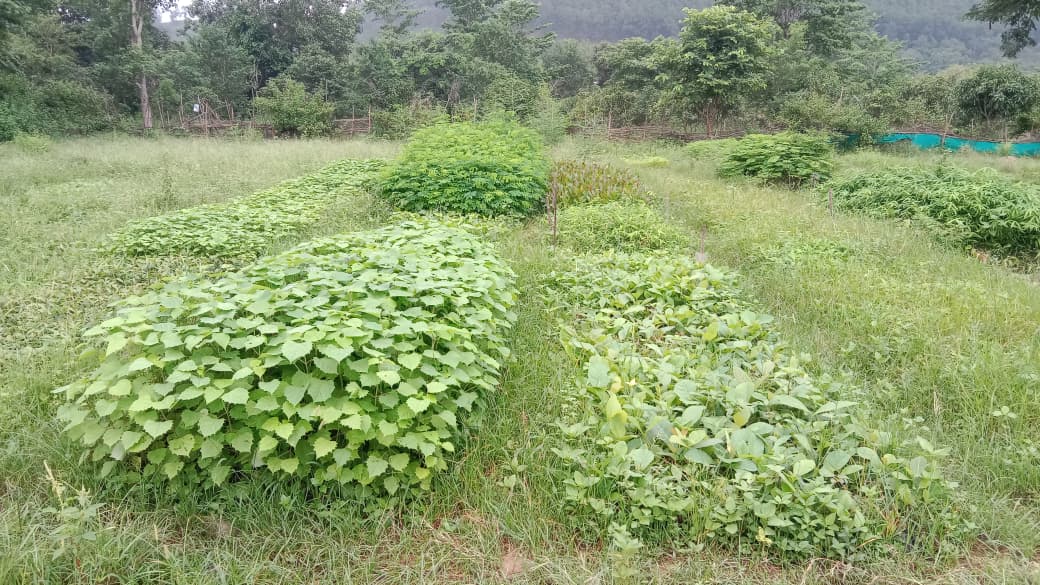 रमेश इमारती लकड़ी को भविष्य निधि बताते हैं।