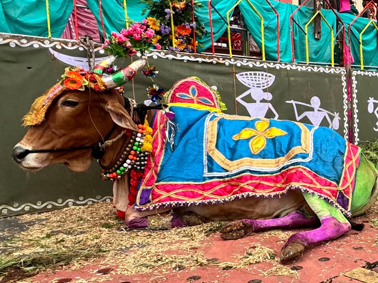 विशेष तौर पर बैलों को सजाया गया। पूजा के बाद कार्यक्रम शुरू हुआ।