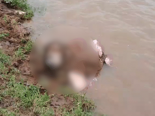 रायपुर और बिलासपुर में बोरियों में मिली 2 लाशें। - Dainik Bhaskar