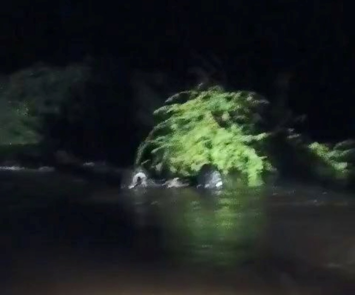 सोजत क्षेत्र में कांग्रेस नेता चुन्नीलाल चाड़वास की स्कोर्पियो बरसाती पानी के नाले में फंसी हुई।