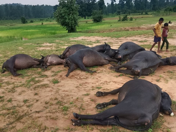 MCB जिले के भरतपुर में बिजली गिरने से 8 भैंसों की मौत हो गई है।