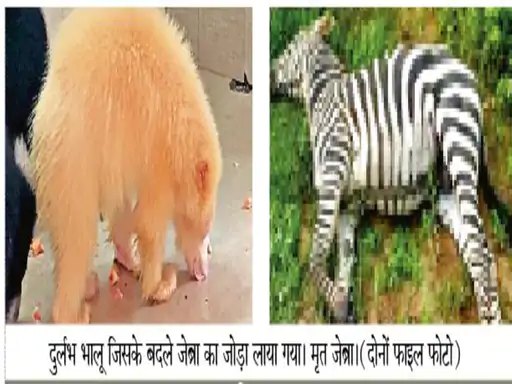 छत्तीसगढ़ से भी वनतारा भेजे गए दुर्लभ सफेद भालू और हिरण को वापस लाने की मांग उठने लगी है।