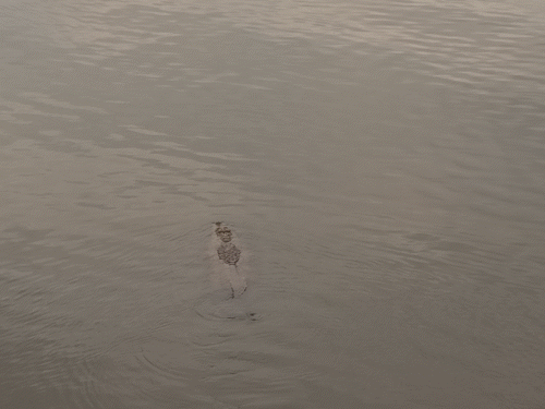 सिलीसेढ़ बांध की पाल की तरफ बड़ी संख्या में मगरमच्छ हैं। सर्दी के दिनों में यह नजर आते हैं।