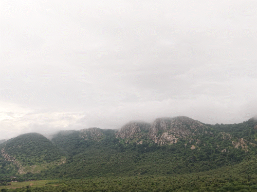 बारिश के कारण बांध के चारों तरफ अरावली की पहाड़ियों में हरियाली की चादर बिछ गई है।
