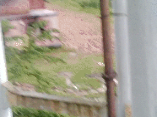 जशपुर में हाथी ने लुड़ेग के हाई स्कूल कैंपस में खड़ी स्कॉर्पियों को सूंड से जोरदार टक्कर मारी।