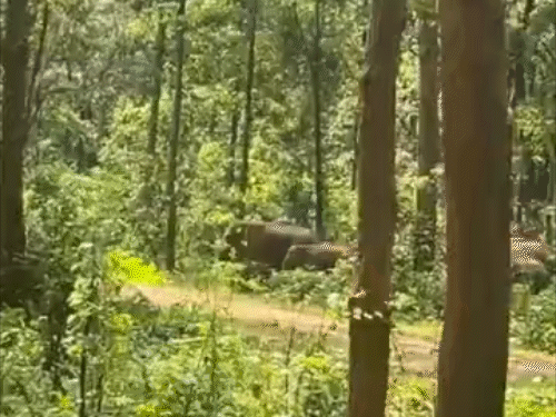 सड़क पार करता दिखा हाथियों के झुंड, शावक भी शामिल।