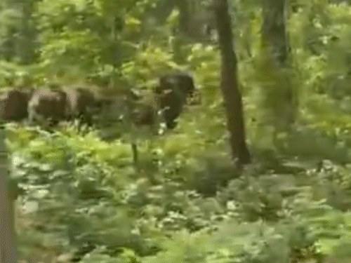 जंगल से निकलकर से सड़क की आते दिखे हाथियों का वीडियो बनाया।