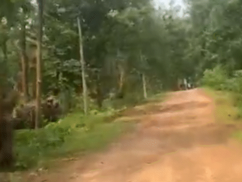 मोबाइल से वीडियो बना रहे बाइक सवार युवकों को हाथी ने दौड़ाया। - Dainik Bhaskar