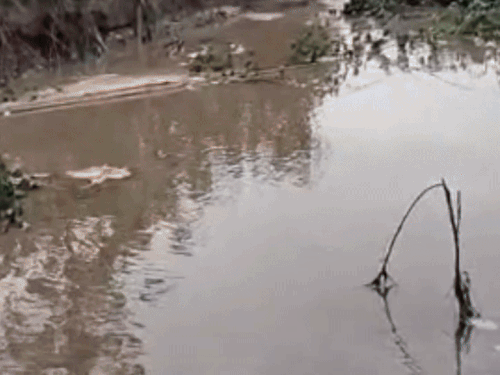 माछीवाड़ा साहिब क्षेत्र में बाढ़ का पानी खेतों में घुासा। - Dainik Bhaskar