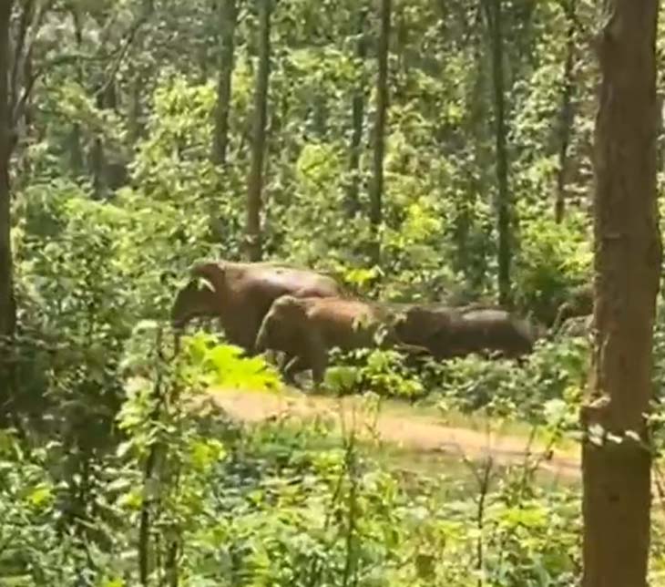 26 हाथियों का दल नवापारा-टेंडा के जंगल में विचरण कर रहा है।