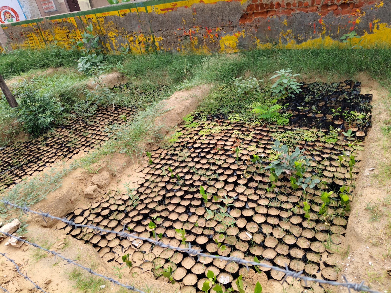 निगरानी तंत्र की नाकामी—जिले में पौधशालाओं की हालत देखकर मायूस ग्रामीण।