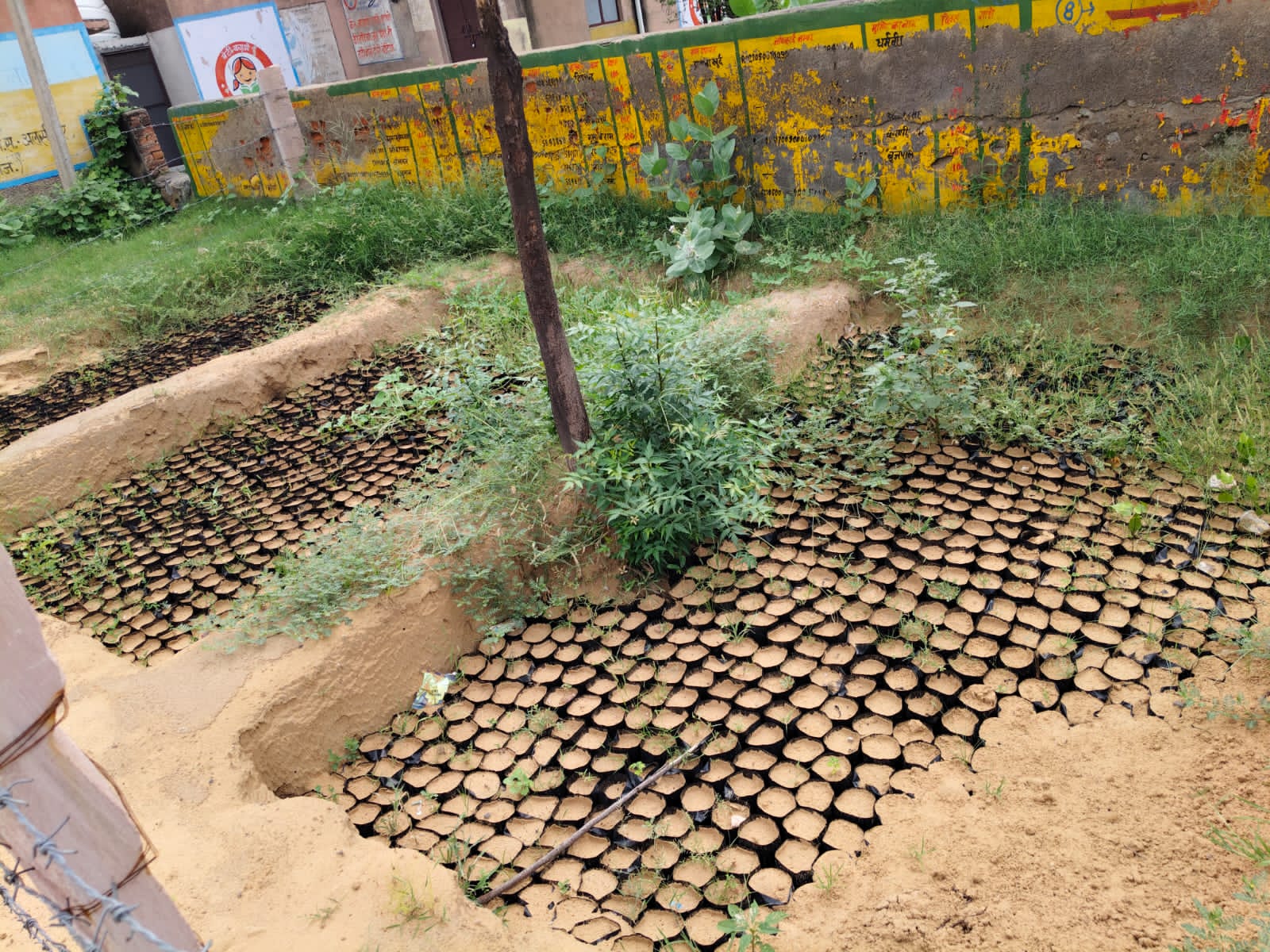 लुटू ग्राम पंचायत की पौधशाला में सूख चुके पौधों के ढेर, पानी और देखभाल के अभाव ने बर्बाद कर दिया करोड़ों का सपना।