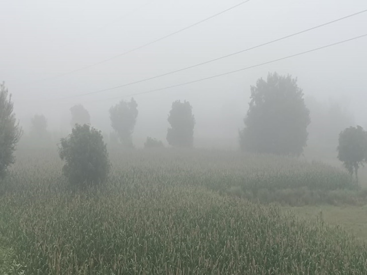 अलवर शहर के निकट तूलेड़ा में खेतों में भी कोहरा दिख रहा।