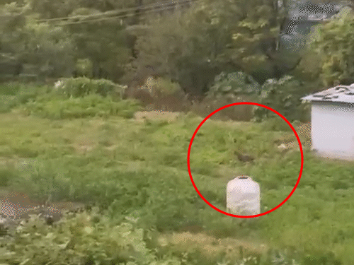 शिमला में तेंदुए के कारण दहशत में लोग,VIDEO:  दिन-दहाड़े हमला कर रहा; वन विभाग ने कई जगह पिंजरे लगाए, रैपिड रिस्पांस टीम बनाई – Rampur (Shimla) News