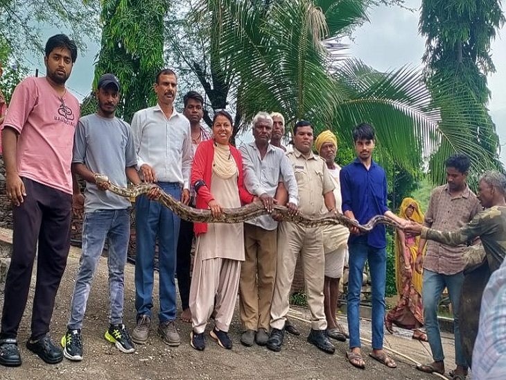 गुमानपुरा गांव मे एक फॉर्म हाउस से बारह फीट लंबे अजगर को रेस्क्यू किया।