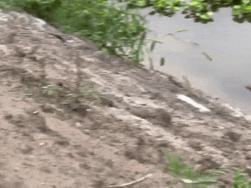 In Kurukshetra, crocodile has come in the canal amid rain.