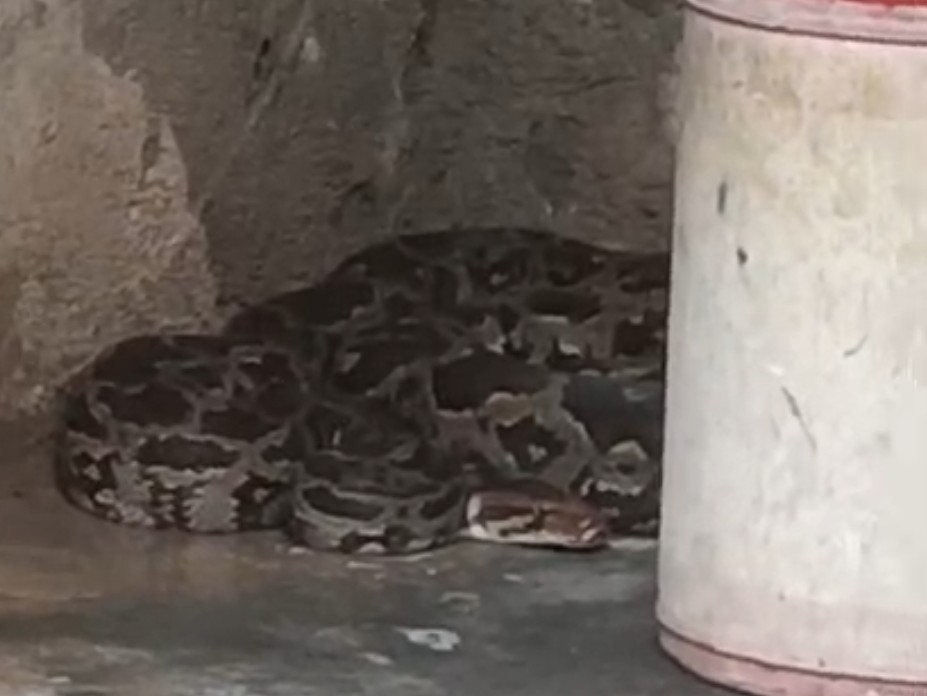 7ft Python 7 feet long python seen in Nisarpur of Kukshi