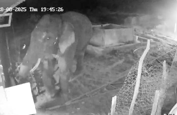 रायगढ़ के पोल्ट्री फार्म में पहुंच गया हाथी….. VIDEO:  सुंड से प्लास्टिक खींचा और चले गया जंगल, CCTV में कैद हुई तस्वीर – Raigarh News