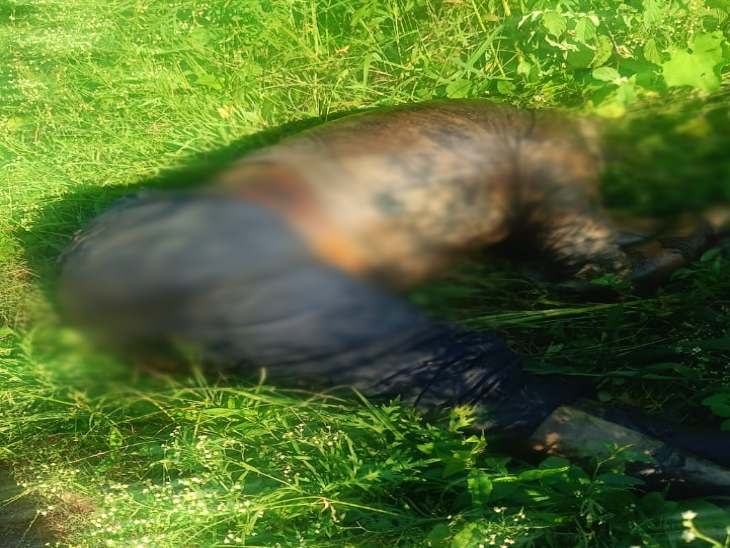 3-4 दिन से झाड़ियों में सड़ता रहा अज्ञात शव:  बालोद में जानवरों ने नोचकर निकाला बाहर; शिनाख्त नहीं, हत्या की आशंका – Balod News