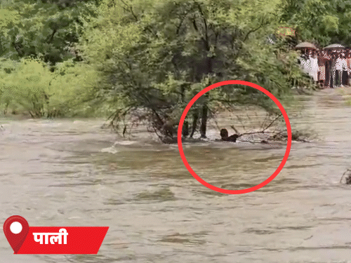 पाली में शुक्रवार शाम बाइक सवार पति-पत्नी नदी में बह गए। पति ने पेड़ और पत्नी ने झाड़ियों को पकड़कर जान बचाई।
