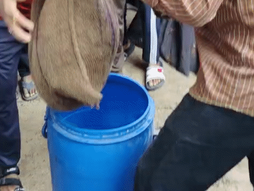 रेस्क्यू के बाद पेंगोलिन को एक ड्रम में बंद कर उसे जंगल में छोड़ा गया।