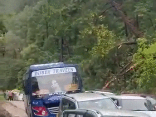 In Hamirpur last evening, a pine tree and narrow vehicles fell on the road.