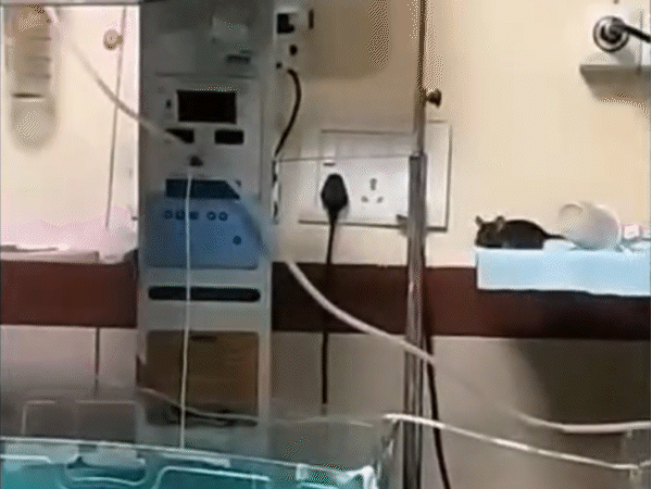 In the Nicu of MY Hospital in Indore, rats jump in this way.