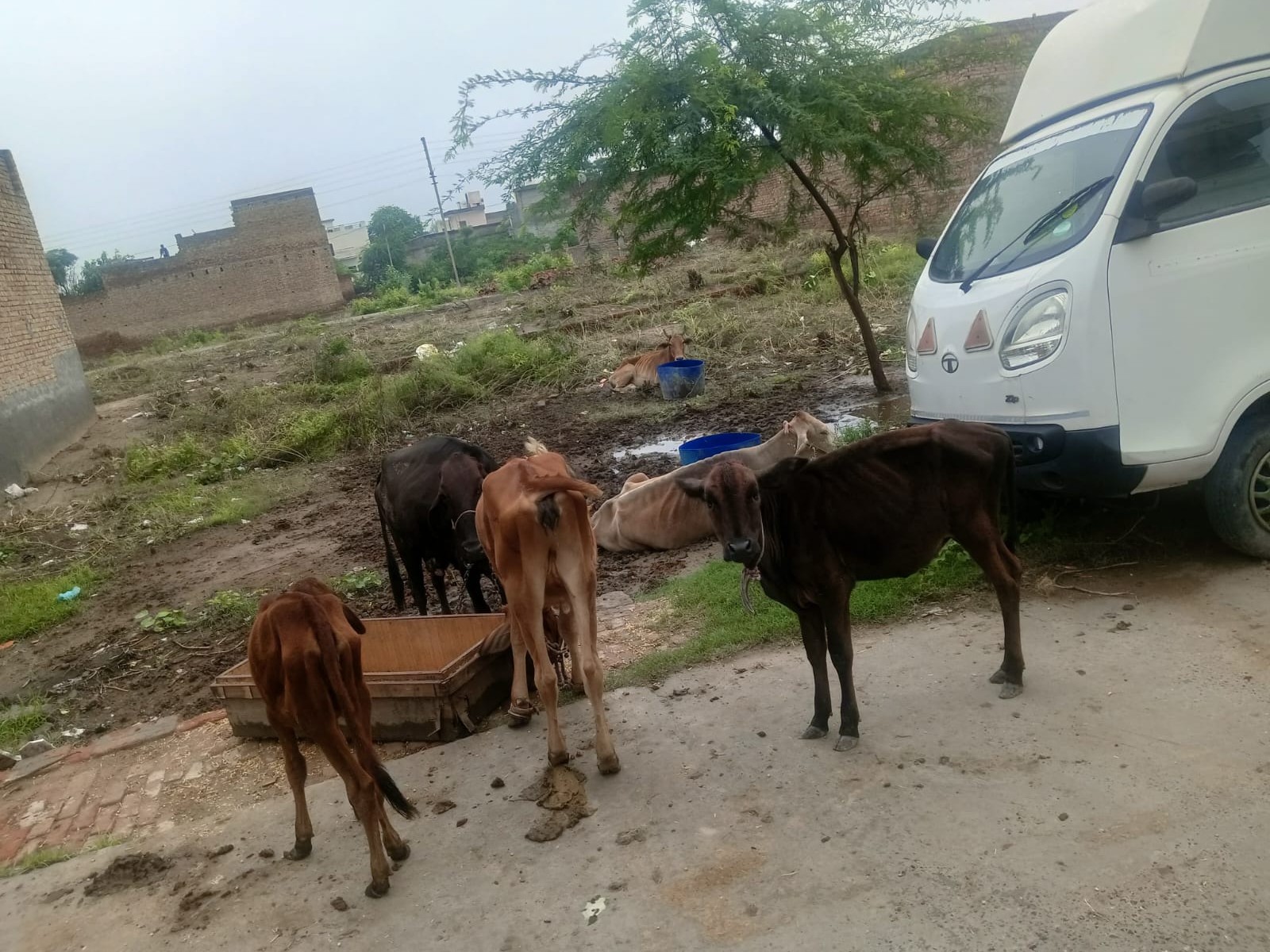 अबोहर में गोवंश ने महिला का मारी टक्कर:  मोहल्लेवासियों ने प्रशासन से की कार्रवाई की मांग; एमसी बोले-कई बार की शिकायत – Abohar News