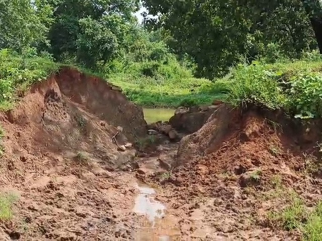 तेज बारिश से भरा तालाब फूटा।