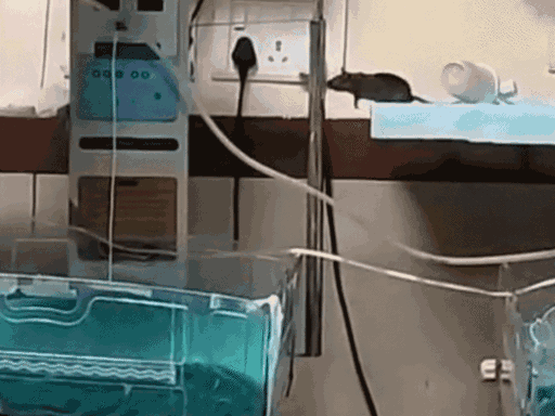 इंदौर के एमवाय अस्पताल के NICU में इस तरह चूहे उछल-कूद करते हैं।