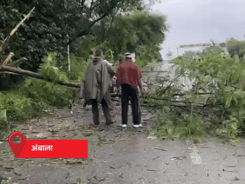 The tree fell on the service lane of Chandigarh Highway in Ambala.