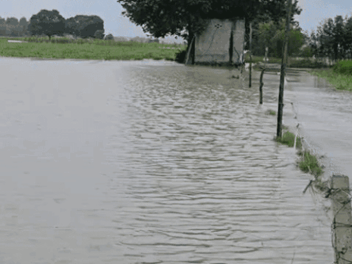 The situation in the village Gyaspur located in Sonipat, where the crop standing in the fields has been ruined due to water.