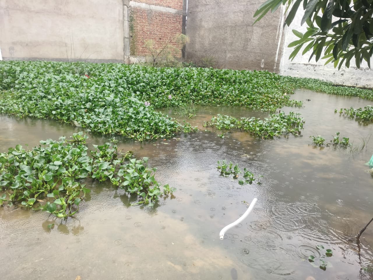 शहर के कई इलाके में बारिश का पानी सड़कों पर इकठ्ठा हो गया है।
