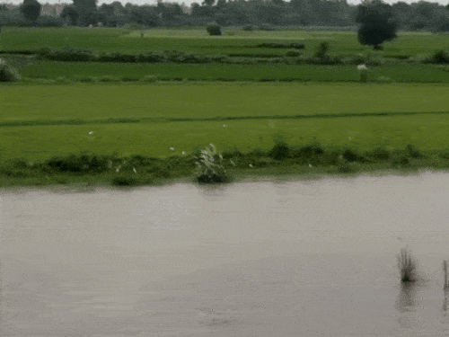 The Yamuna River has done a lot of damage in Chandhat village of Palwal, many fields have completely merged into the river.