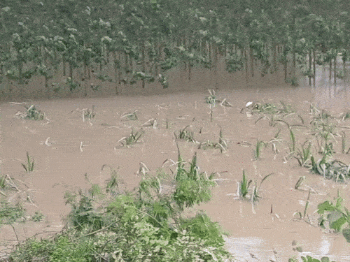 Villagers trying to stop Yamuna water and harvesting in the field of Panipat village of Panipat.