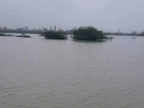 खेतों में जमा हुआ बरसाती पानी