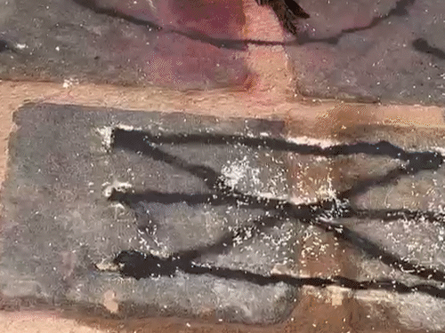 दुर्ग के एक सरकारी स्कूल में तंत्र-मंत्र कर कोयल की बलि दी गई। - Dainik Bhaskar