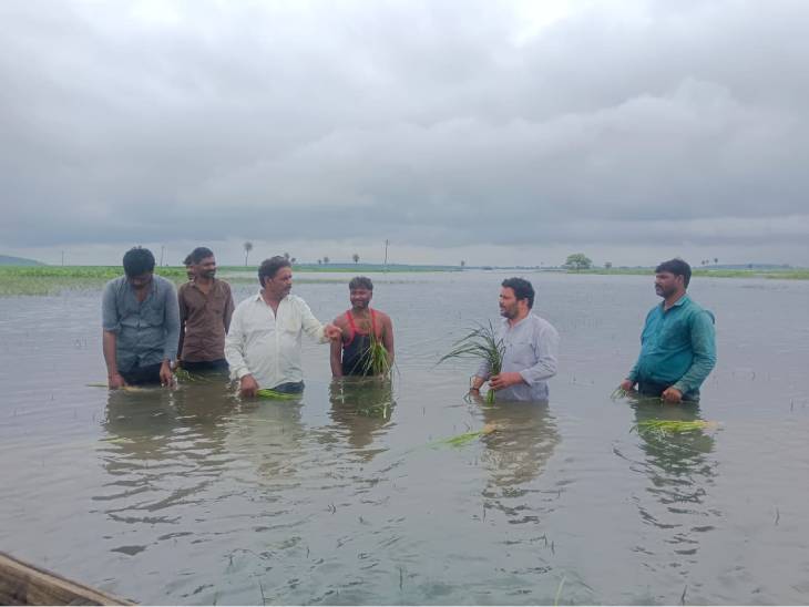हलाली डैम के पानी से फसलें पानी में डूब गई हैं।