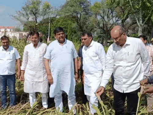 संजय शर्मा जिला अधिकारियों व जनप्रतिनिधियों के साथ बाजरे की खराब हुई फसल का जायजा लेते हुए।
