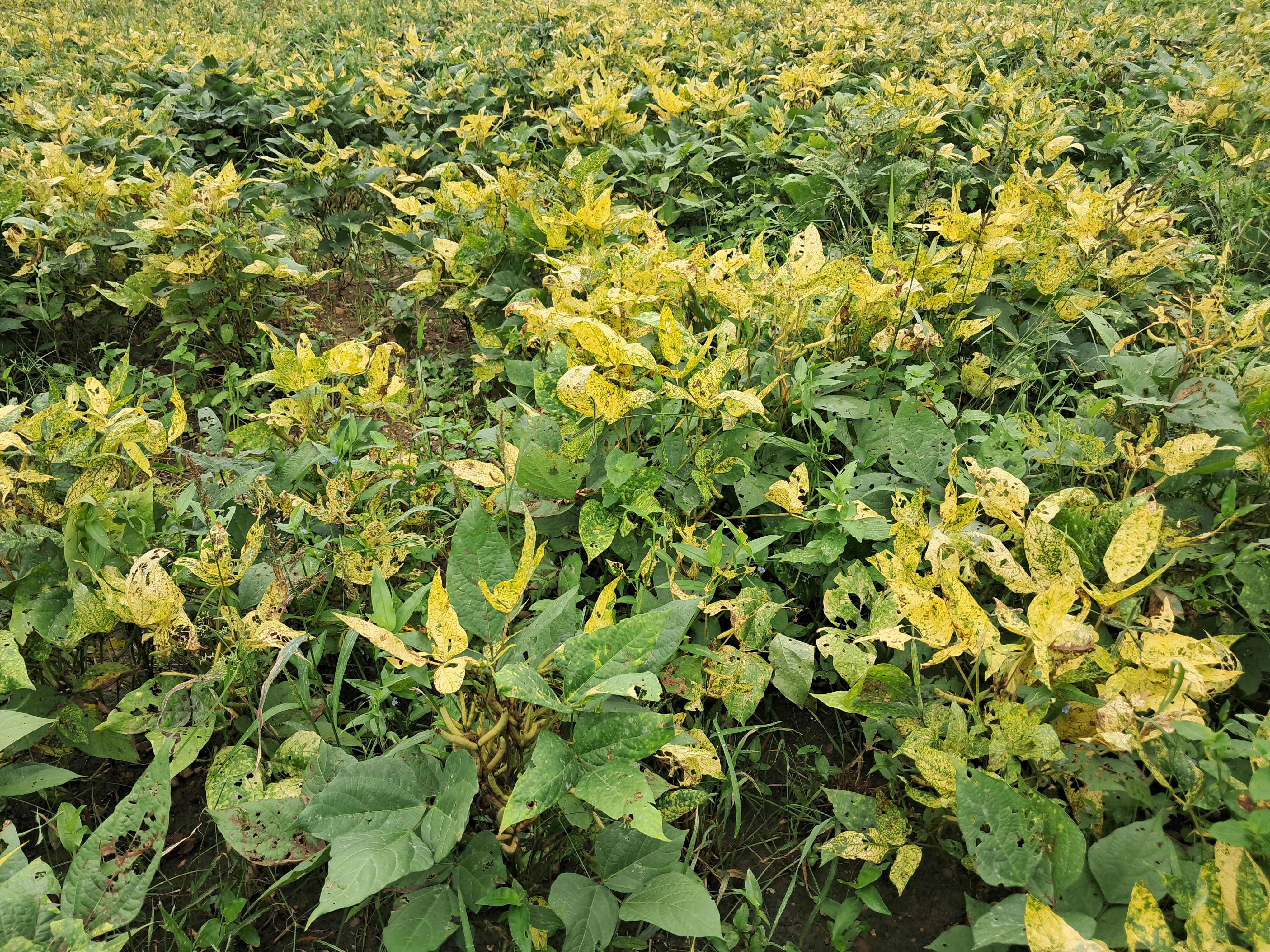 Outbreak of yellow mosaic disease in urad crop