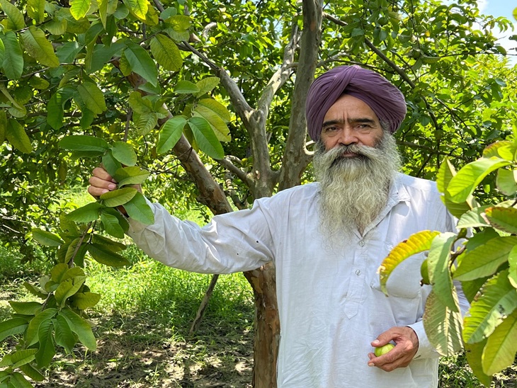 रविंदर सिंह अपने बाग में अमरूद के पौधों के साथ। - Dainik Bhaskar